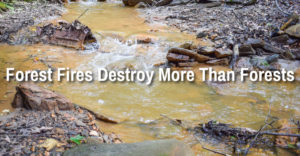 Forest Fires destroy our water too